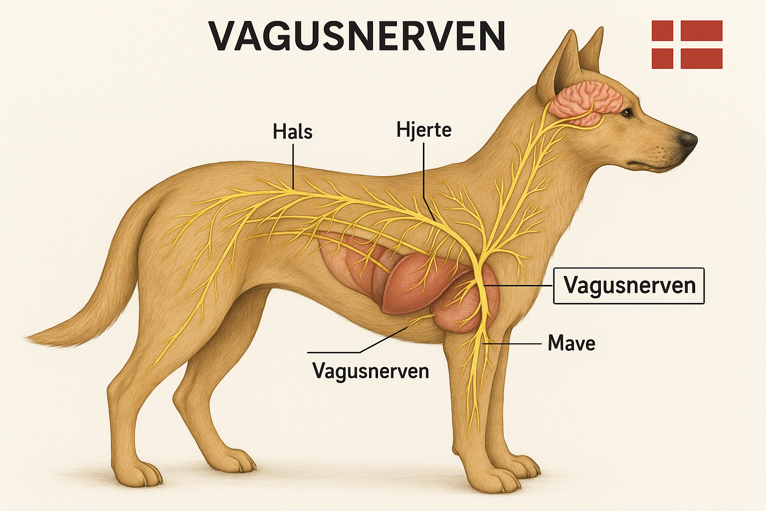 Vagusnerven onlinehund.dk 