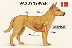 Vagusnerven onlinehund.dk 