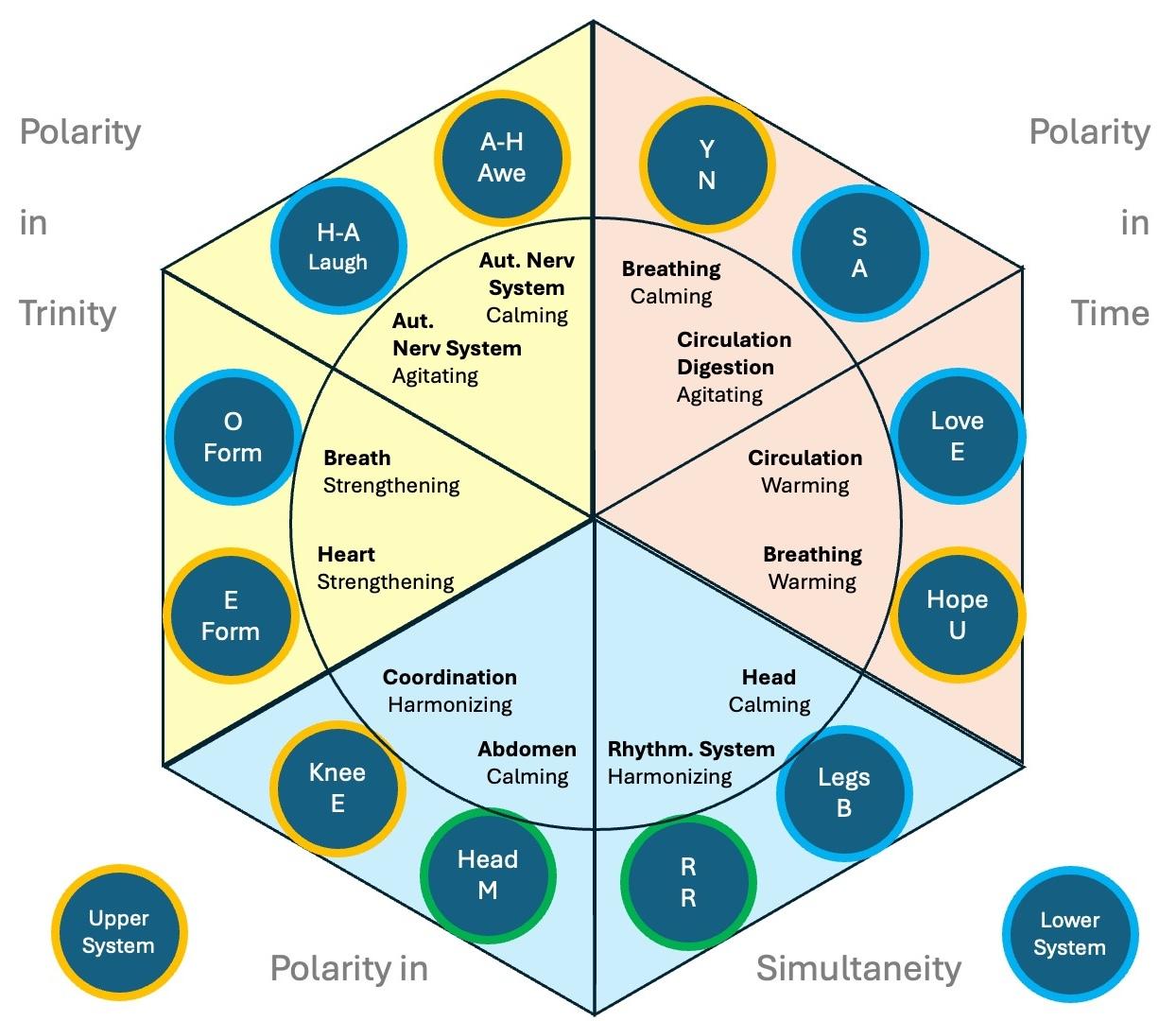 12 Constitional Exercises - Chart 2025 EN