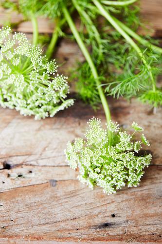 170619_HH_FlowerDetails_05