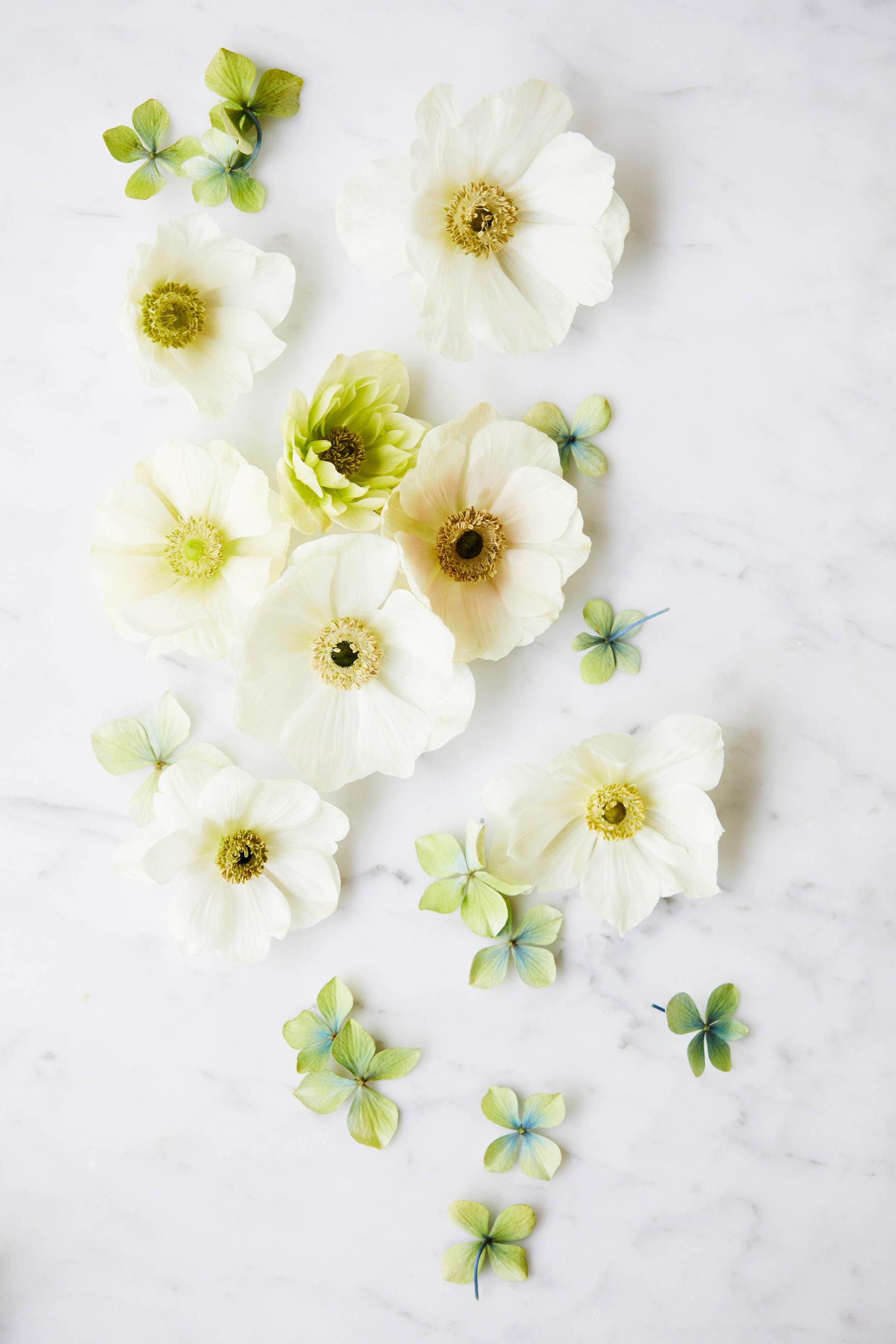 170620_HH_Anenomes_02