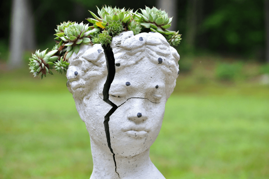 succulents in cracked statue