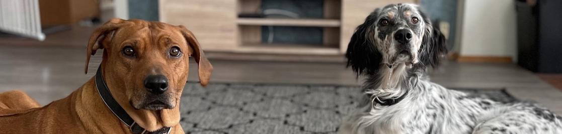 Mare p&aring; kons 1