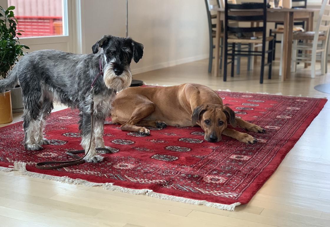 A44755D5-3704-4525-8DCD-7B999192859D-1120w-769h (1)