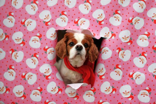 photo-1734539528419-4615130955af