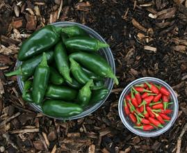nature-linked eco-conscious resort exterior visualising guest wellness and sustainability services