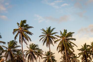 tropical palm trees at luxury resort focused on guest wellness and sustainability