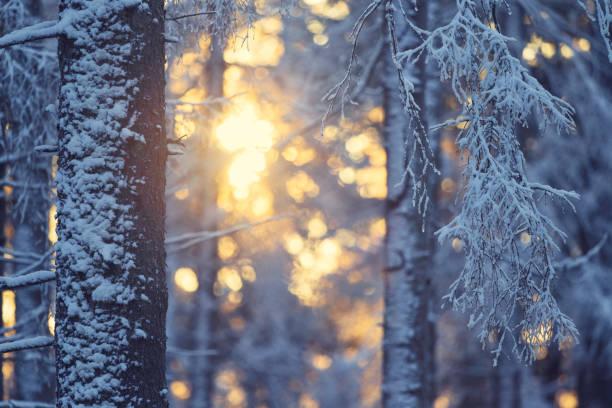 Vinter 6
