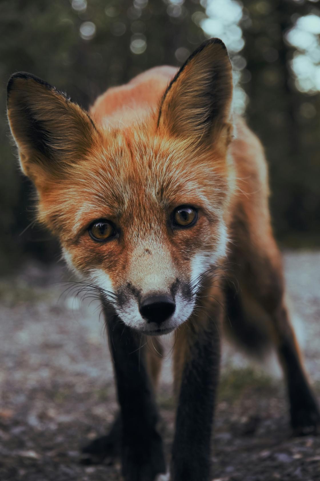 fox