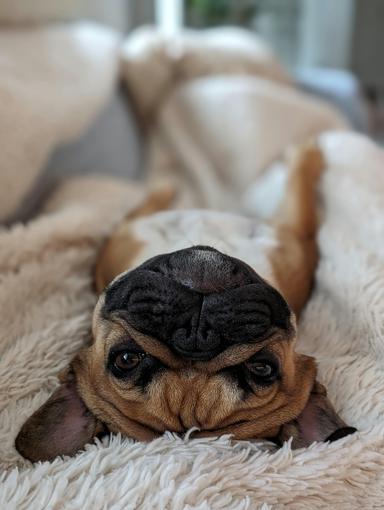 cozy dog