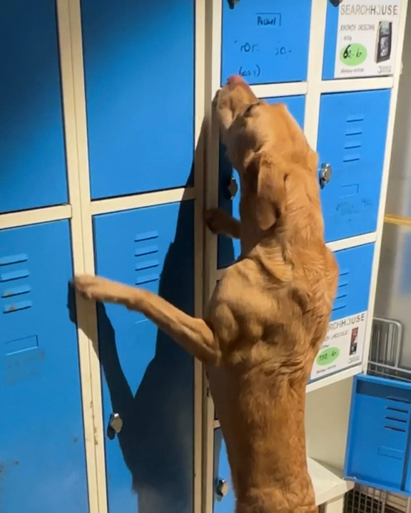 Tilføj en underoverskrift