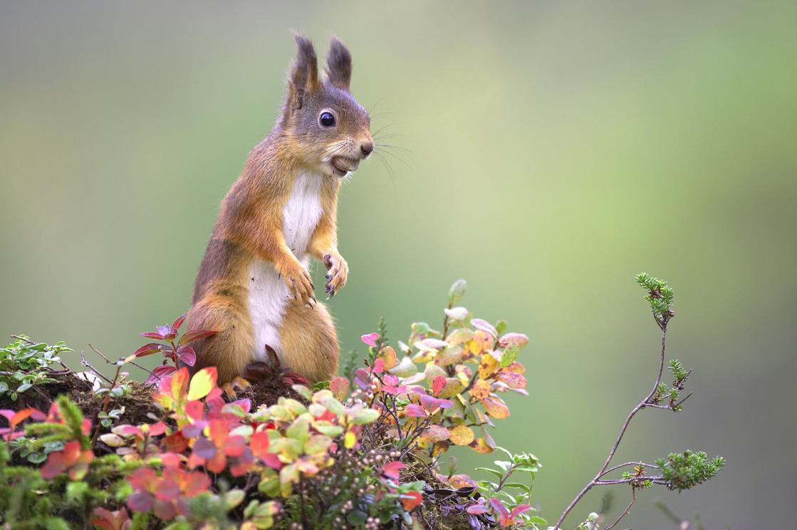 Red squirrel © Peter Cairns (1)