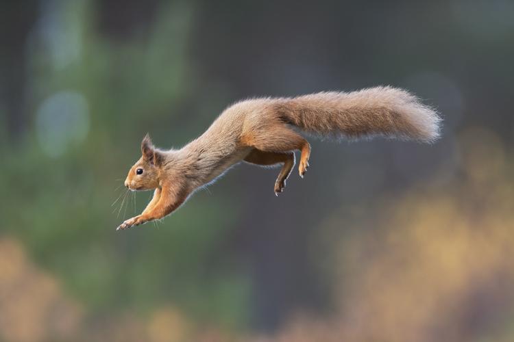 Red squirrel © Peter Cairns