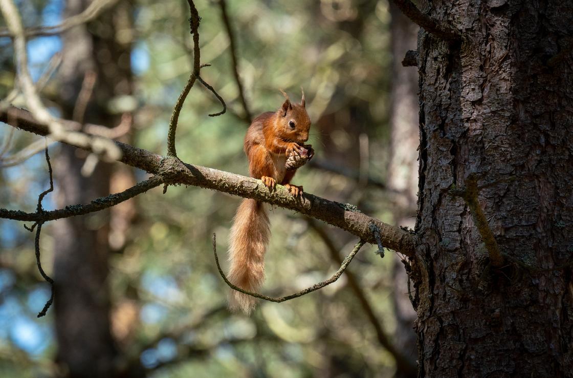 Red Squirrel Eating - Chris Aldridge