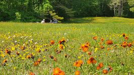 Meadow Coort Photo 20250611_105719 by Nadine Mazzola