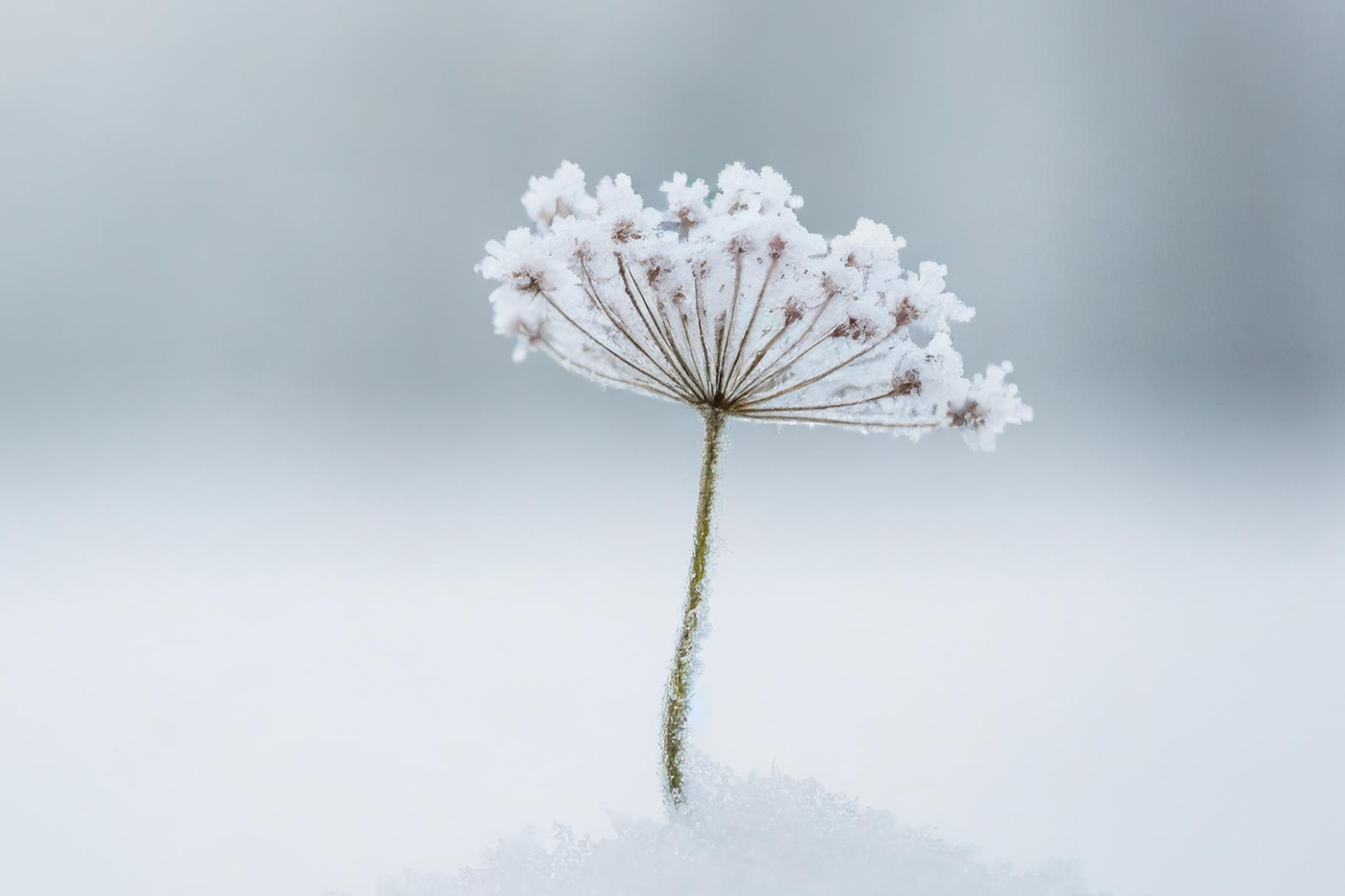 queen annes lace and frost
