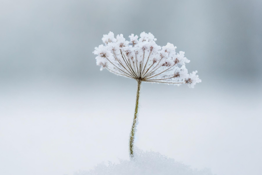 queen annes lace and frost