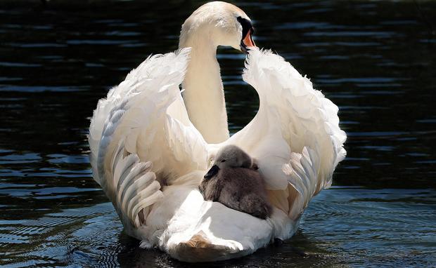 swan-2350668_1280