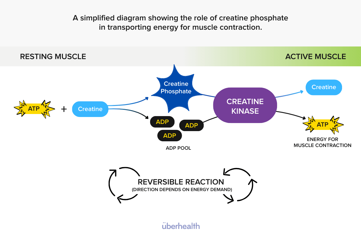 The Phosphagen System_ Immediate Power, Very Short Duration