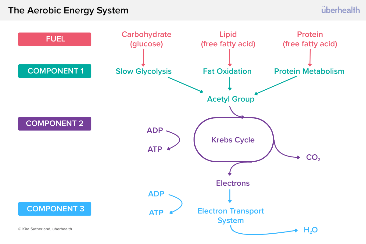 The Aerobic System_ Sustainable Energy, Broad Support
