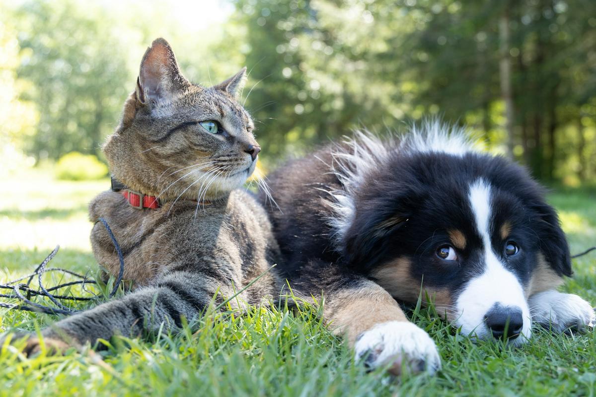 andrew-s-cat and dog on grass-unsplash