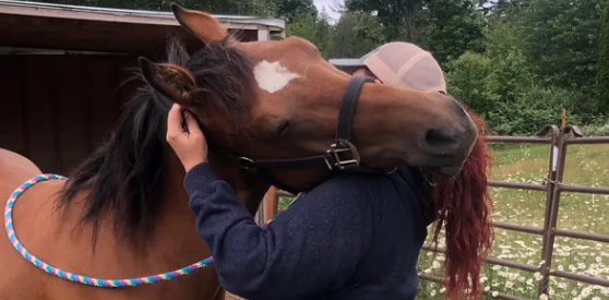 reiki on julies horse