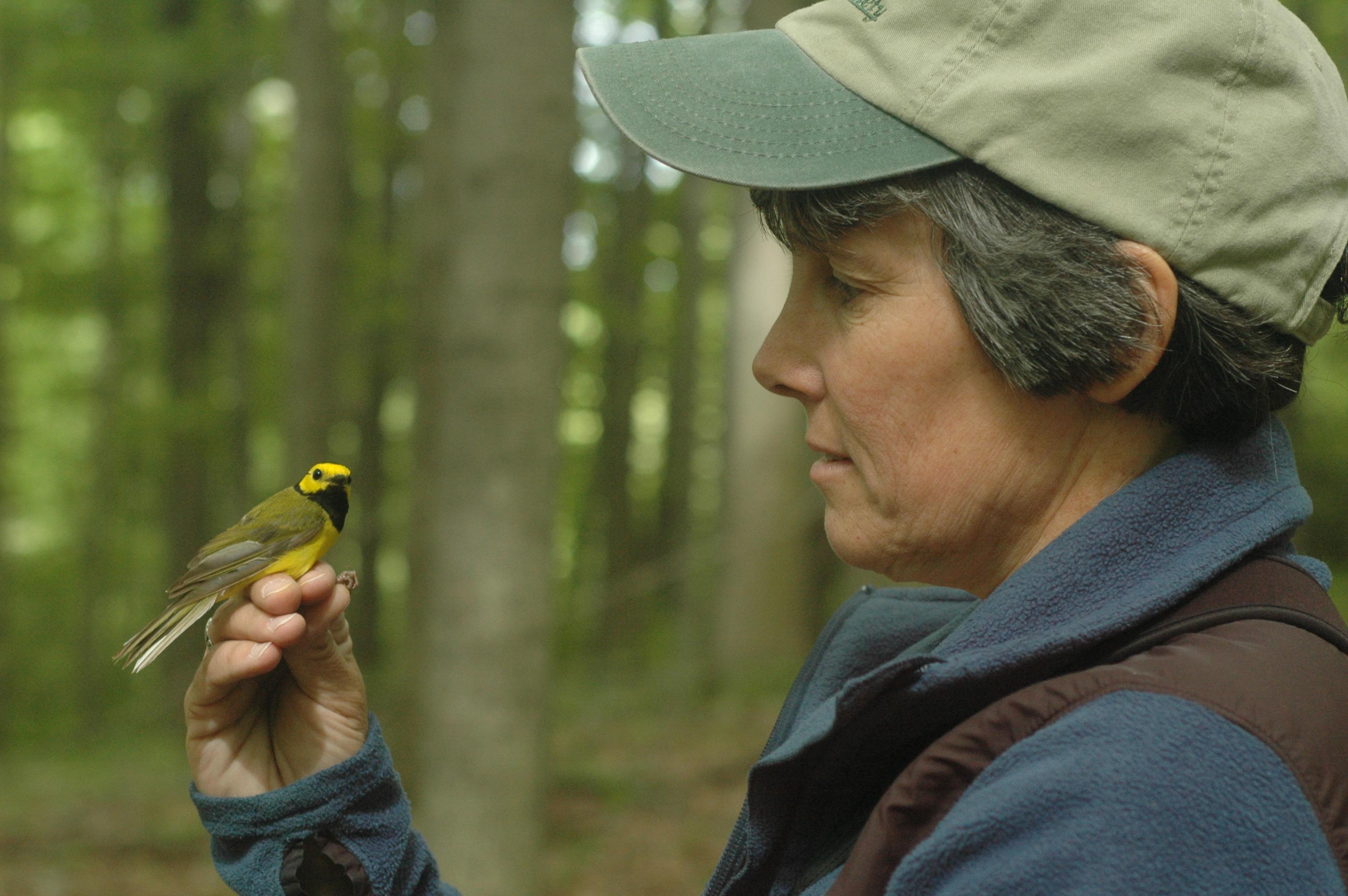 Stutchbury with Hooded Warbler (by R Mumme)