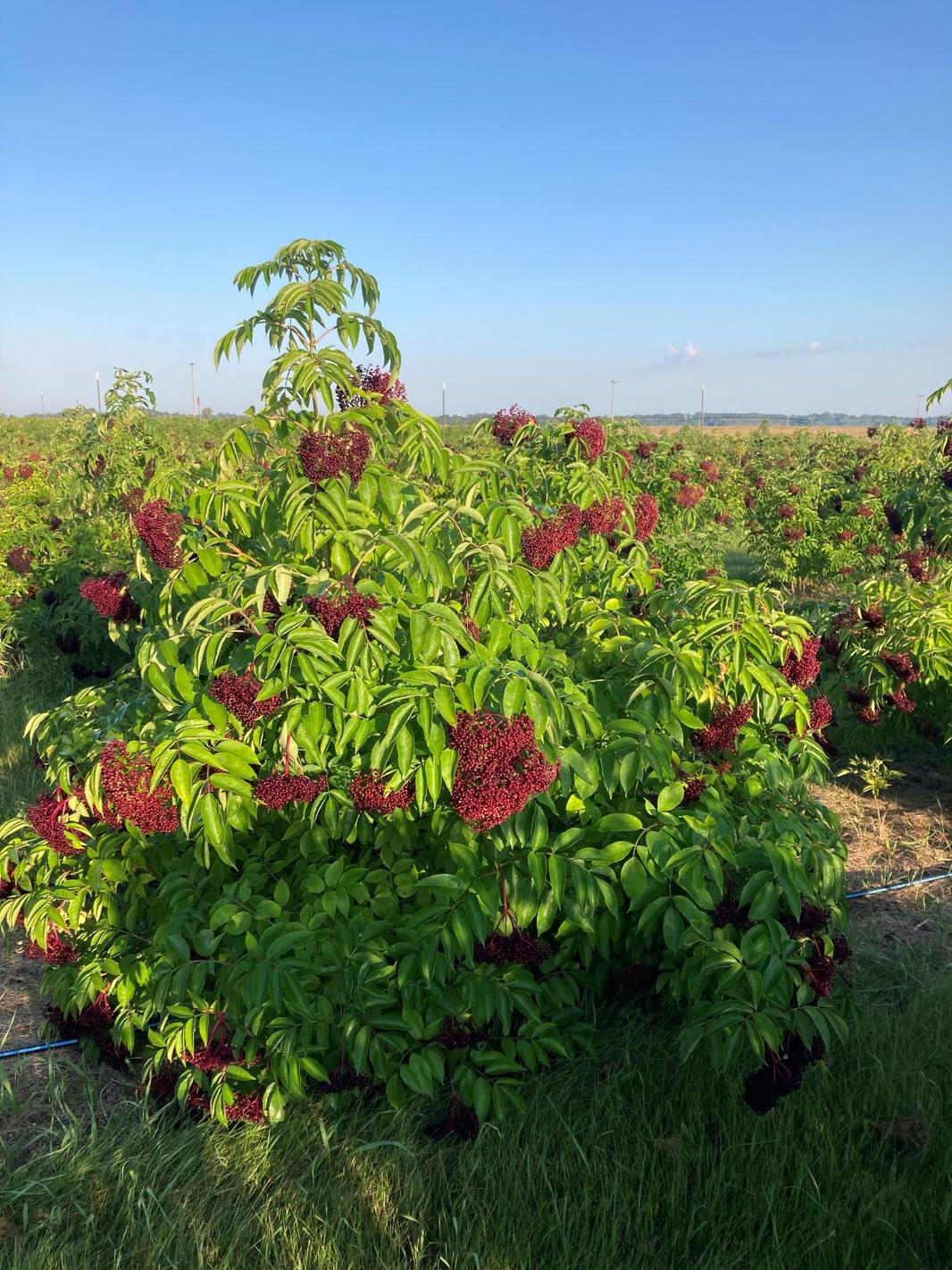 vintage elderberry #3