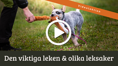 Video - Den viktiga leken
