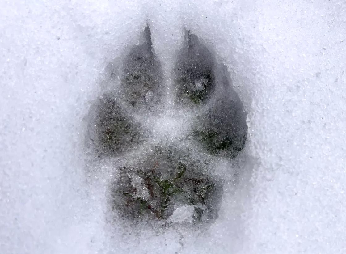 Coyote-paw