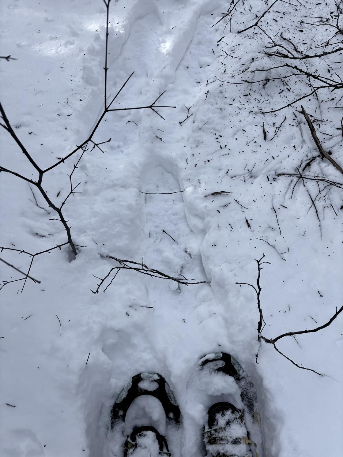 Snowshoes with branches