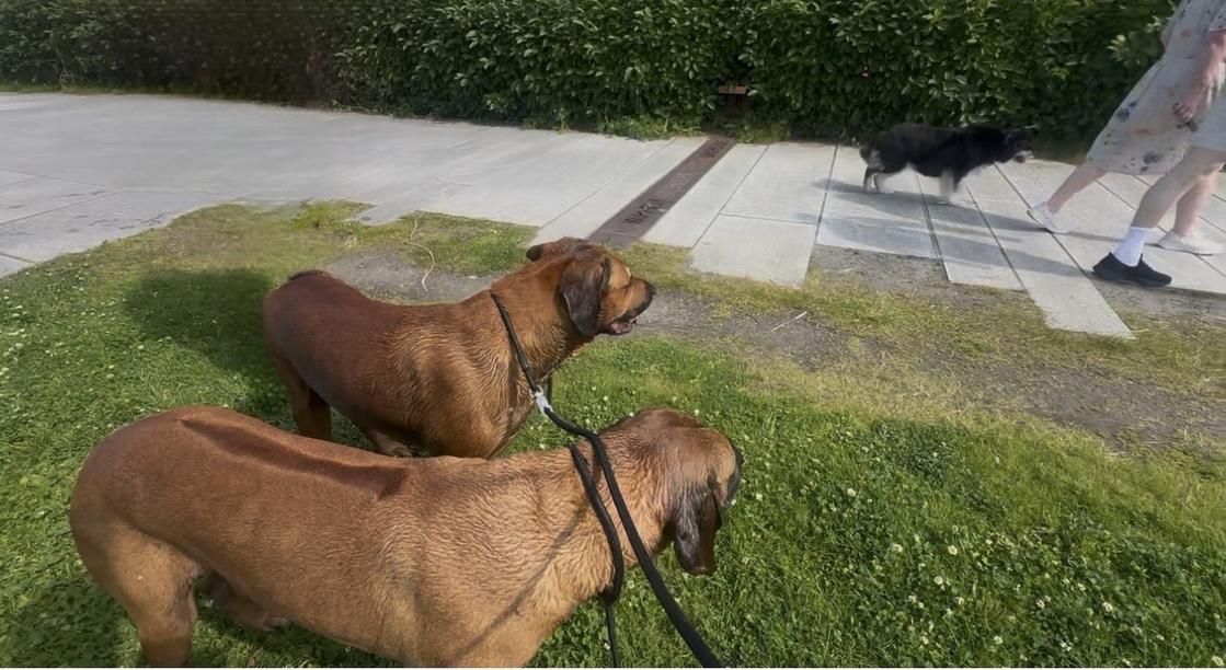 fra uskker styring til stabil hveerdag