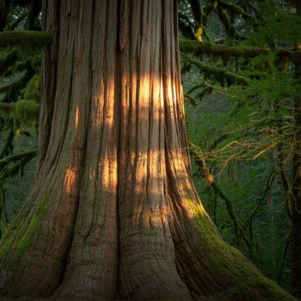 forest nature bathing