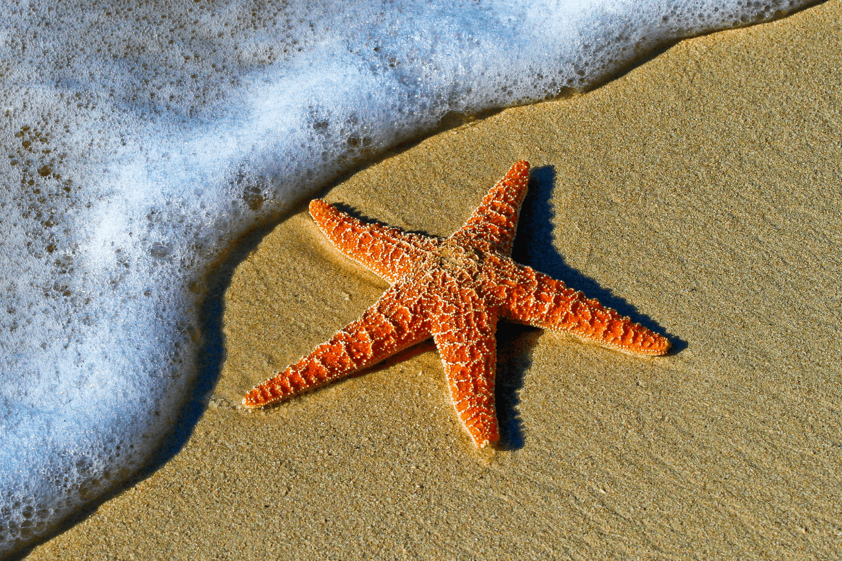 starfish on sandy beach-2