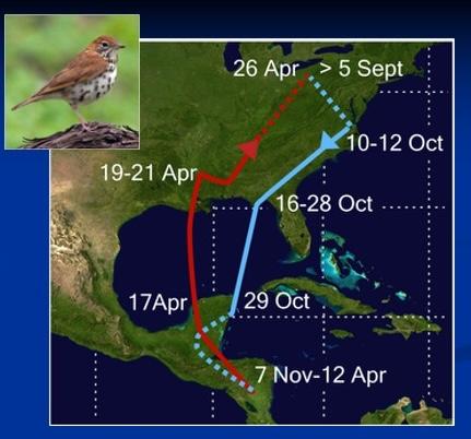 Stutchbury - spring migration-3