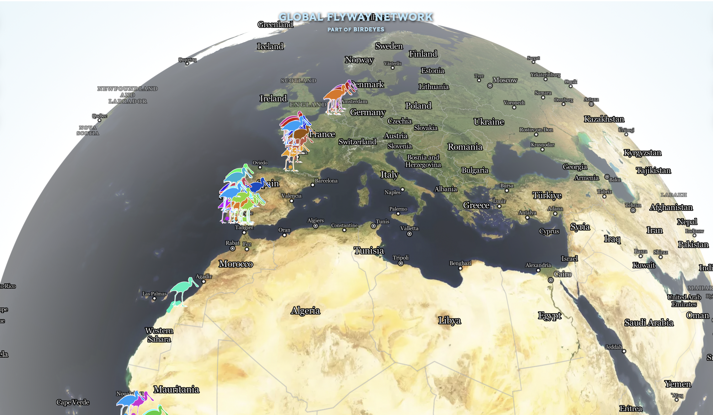 Global Flyway Network Spoonbills-colors