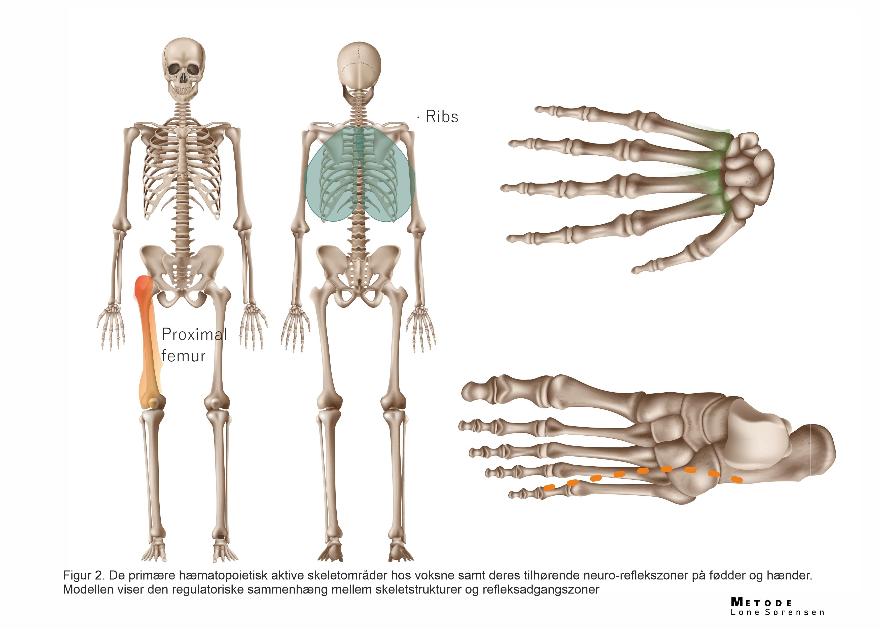 DK HUMAN SKELET for pictures 3