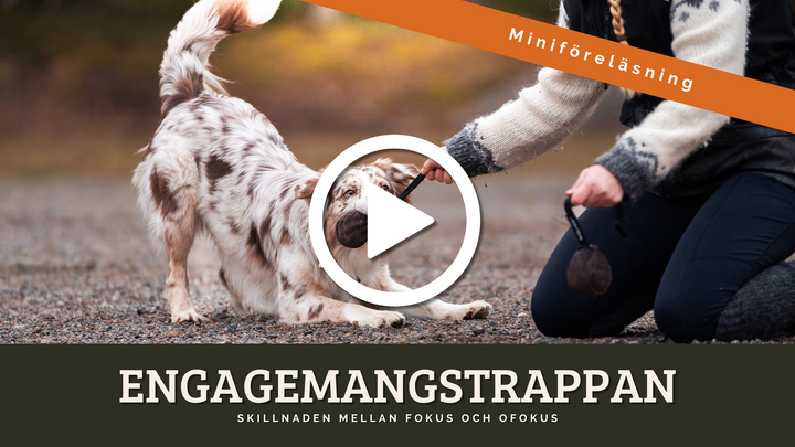 Miniföreläsning engagemangstrappan