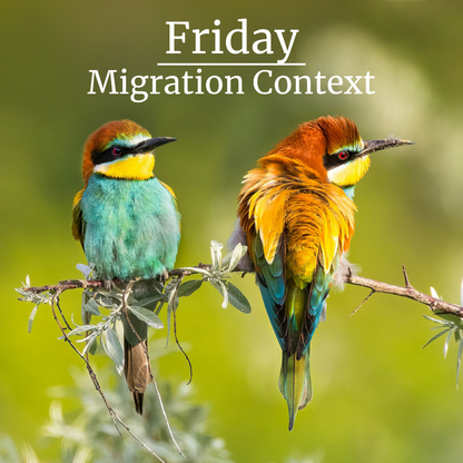 Friday | Migration Context Photo by @pcbulai Paul Bulai - two-colorful-birds-sitting-on-top-of-a-tree-branch-Unsplash
