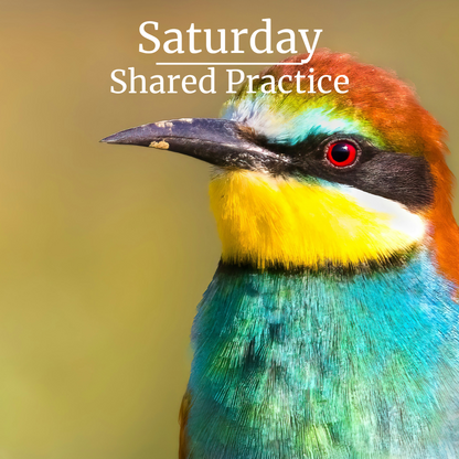 Saturday | Shared Practice Photo by @pcbulai - Paul Bulai - a-multicolored-bird-with-a-yellow-beak-Unsplash