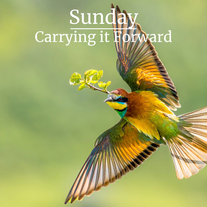 Sunday | Carrying it Forward Photo by@pcbulai-Paul Bulai - a-colorful-bird-flying-through-the-air-with-its-wings-spread-Unsplash