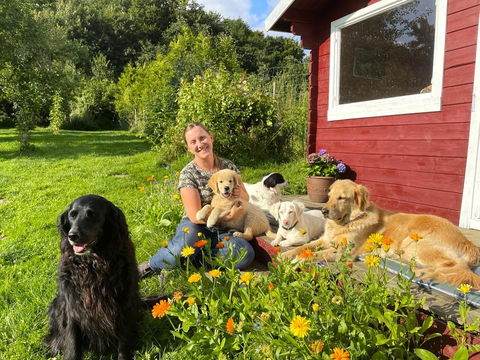 hvalpekursus billede