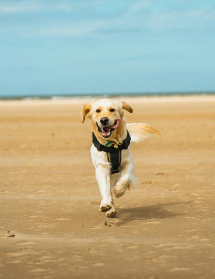 Golden retriever løber på strand indkald