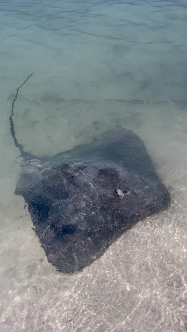 Maldives stingray