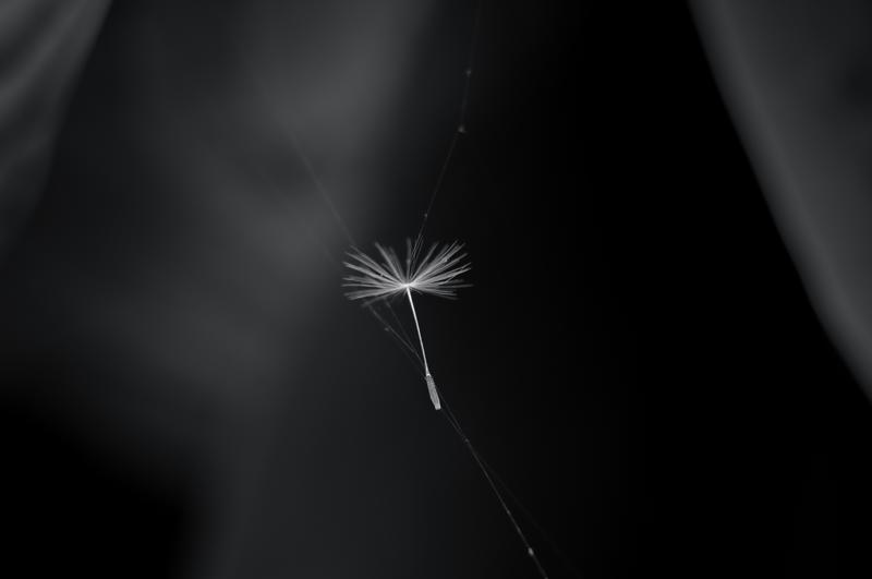 dandelion fluff