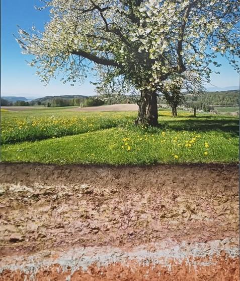 4_Above and belowground picture