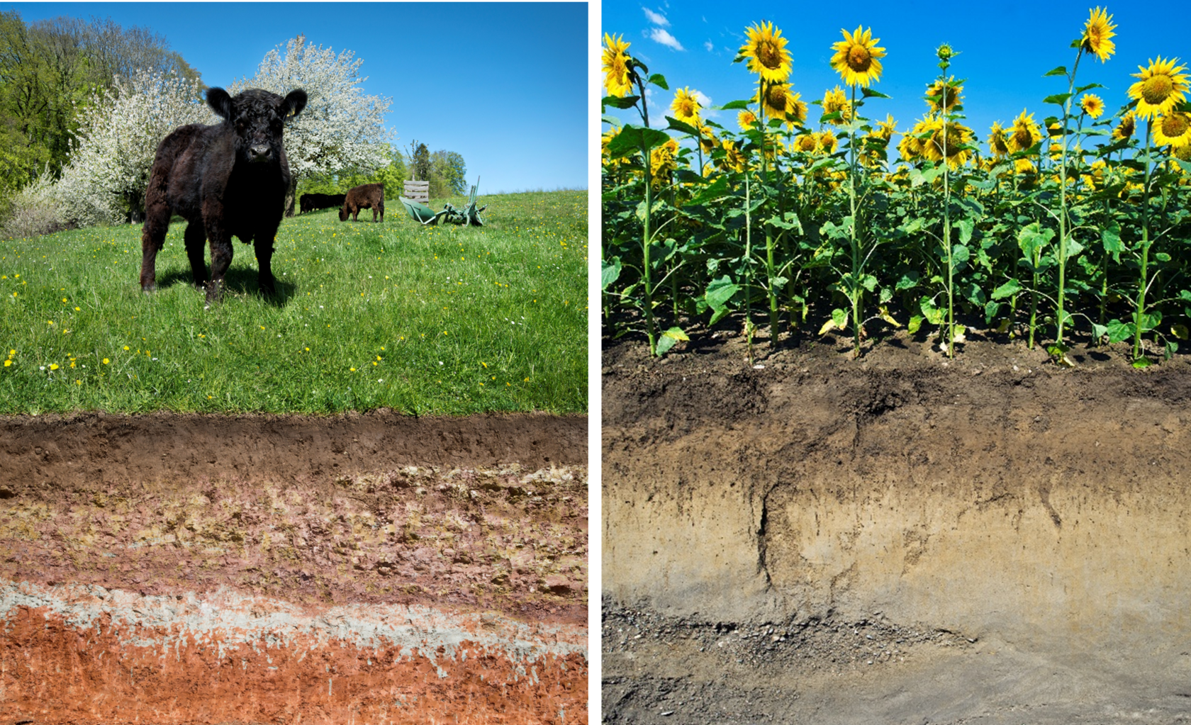 2_Above and below landscape