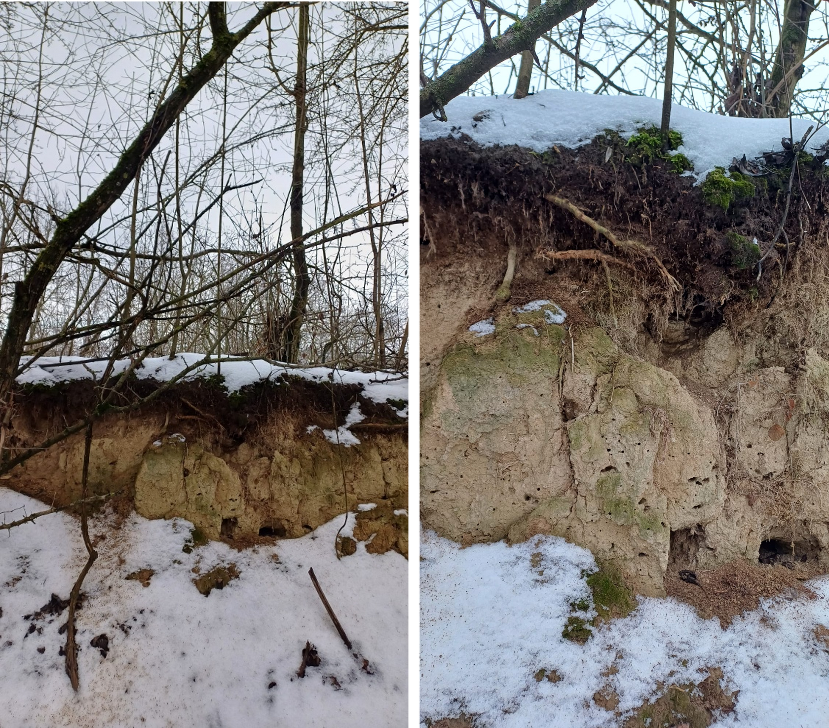 11_open soil profiles