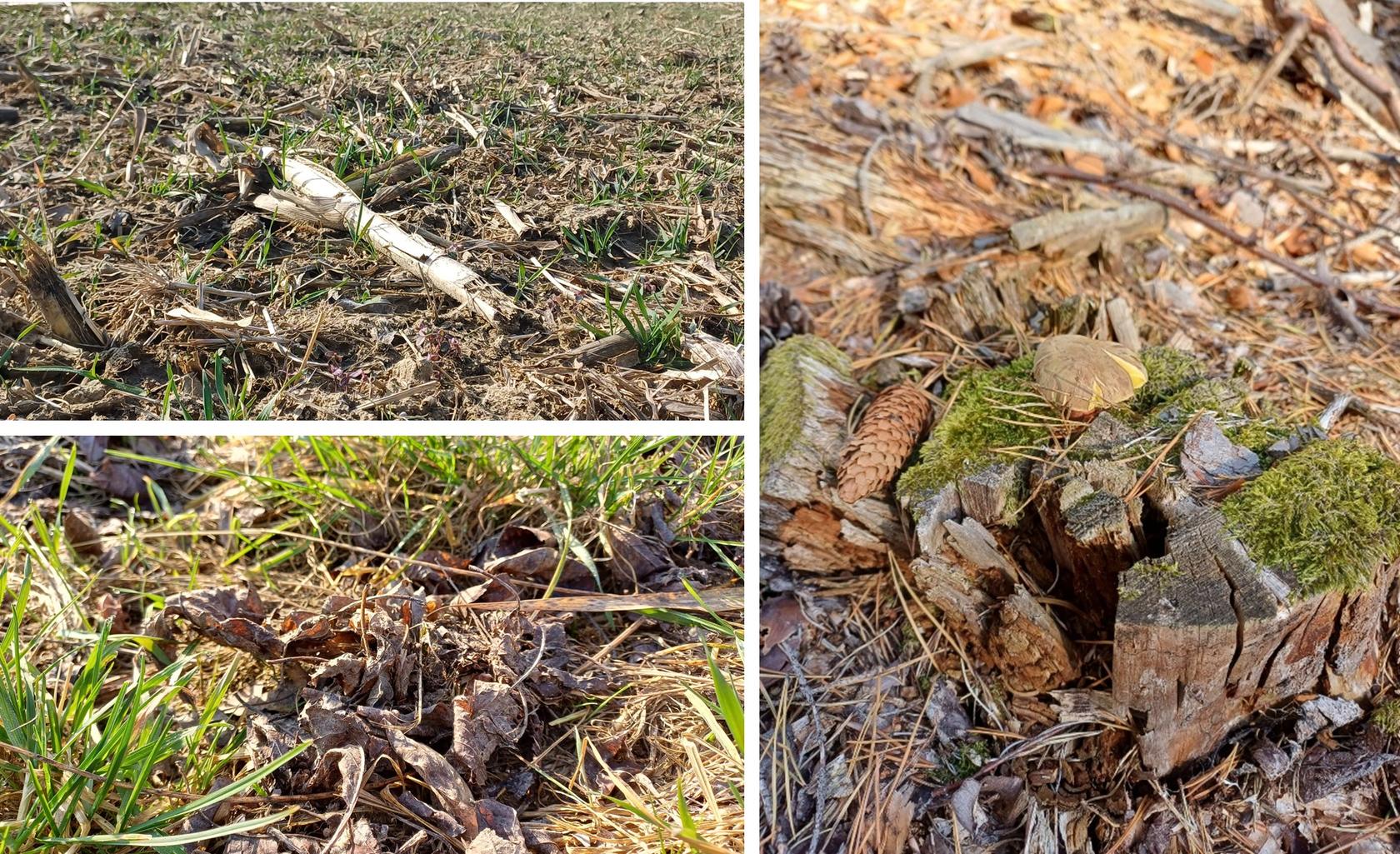 5_Organic material from arable field, meadow, forest