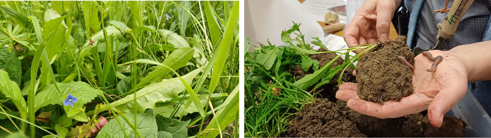 2_meadow and earth worm